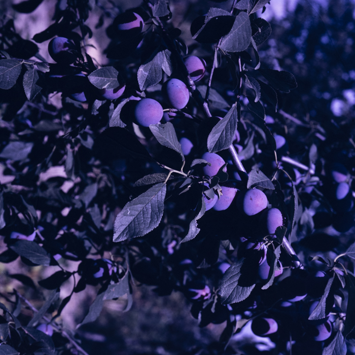 minerva_dn_1968_256_cititori_florian_sipos_036