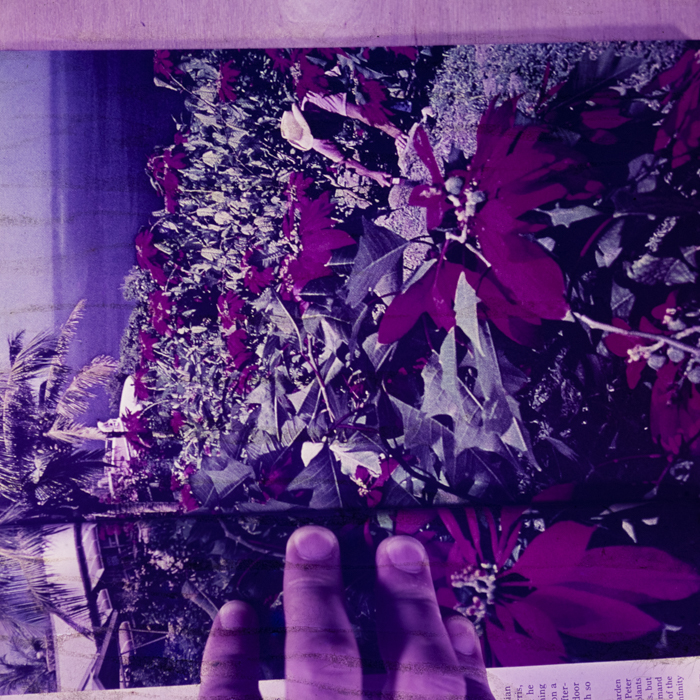 minerva_dn_1968_259_reproduceri_005