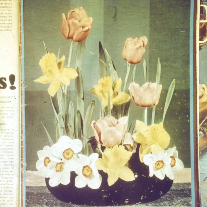 minerva_dn_1968_263_reproduceri_004