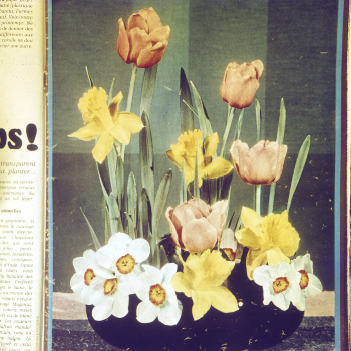 minerva_dn_1968_263_reproduceri_008