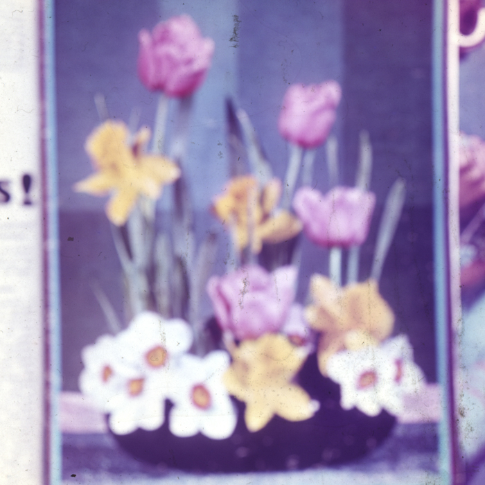 minerva_dn_1968_263_reproduceri_010