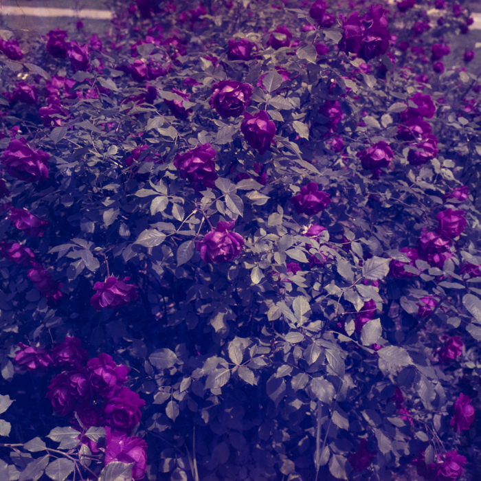 minerva_dn_1969_356_orasul_victoria_017