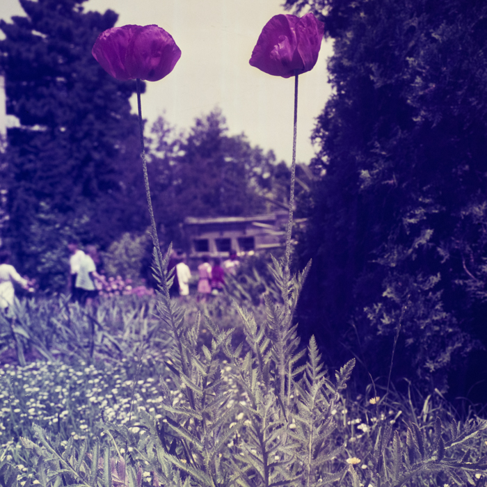 minerva_dn_1969_357_flori_gradina_botanica_cluj_002