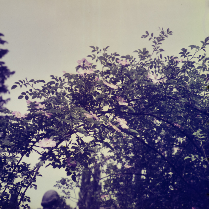 minerva_dn_1969_357_flori_gradina_botanica_cluj_004