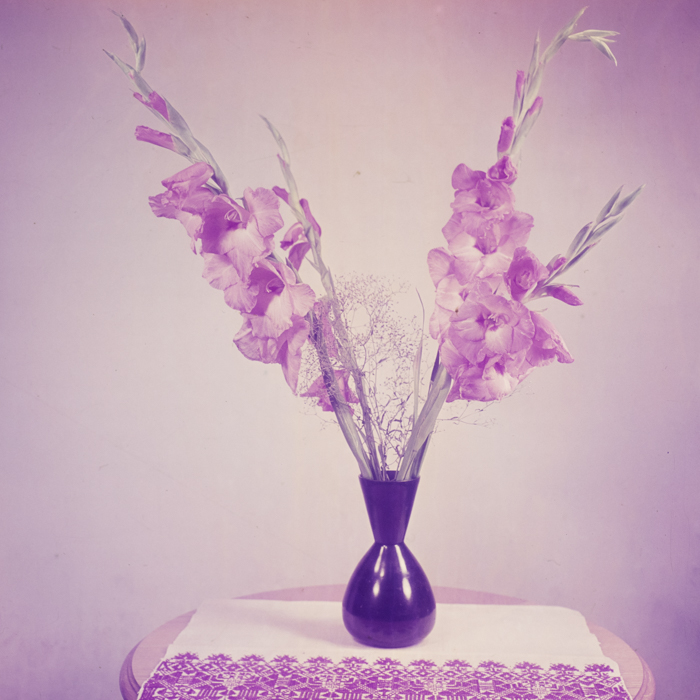 minerva_dn_1969_368_flori_gladiole_001