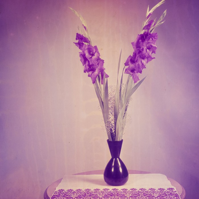 minerva_dn_1969_368_flori_gladiole_002