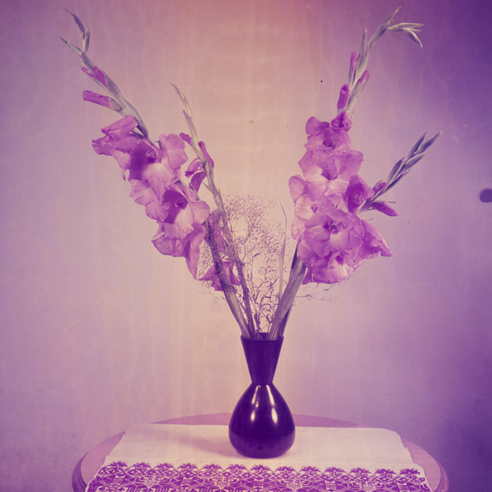 minerva_dn_1969_368_flori_gladiole_003