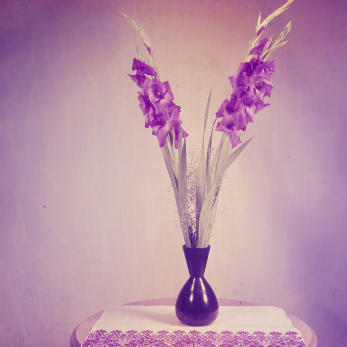 minerva_dn_1969_368_flori_gladiole_004