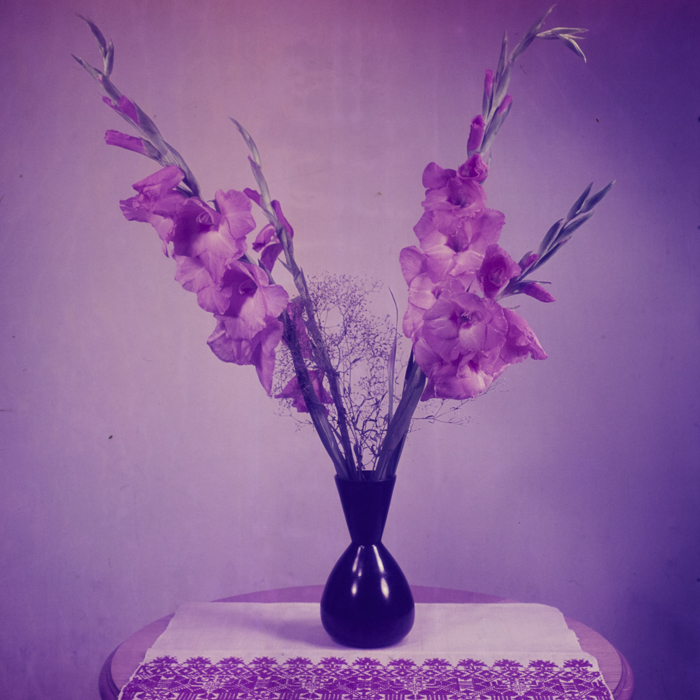 minerva_dn_1969_368_flori_gladiole_005