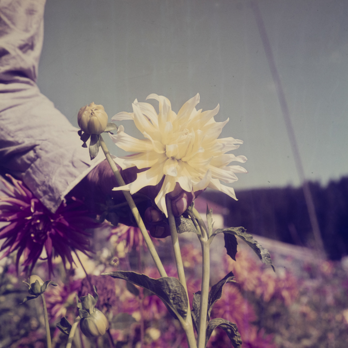 minerva_dn_1969_381_borsec_patka_004