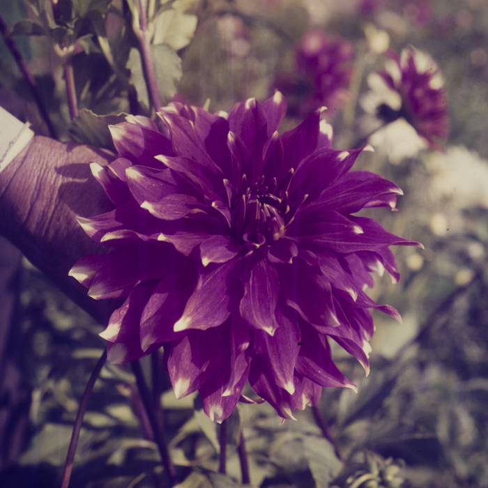 minerva_dn_1969_381_borsec_patka_005