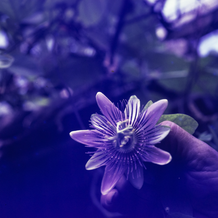 minerva_dn_1969_381_borsec_patka_009