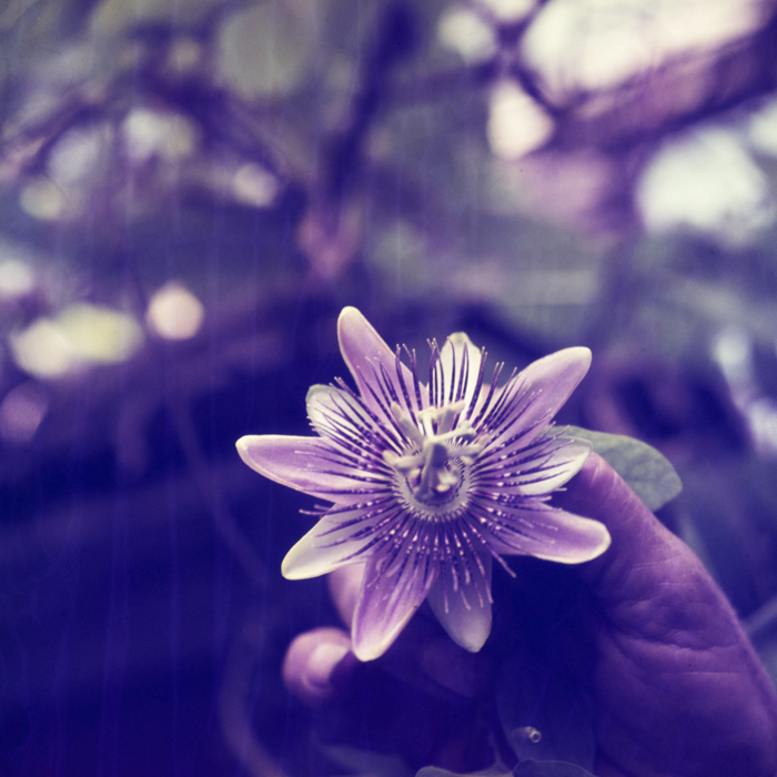 minerva_dn_1969_381_borsec_patka_010