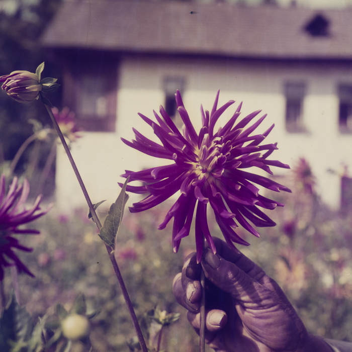 minerva_dn_1969_381_borsec_patka_016