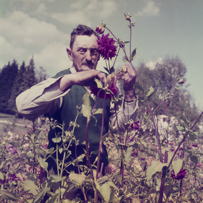 minerva_dn_1969_381_borsec_patka_017