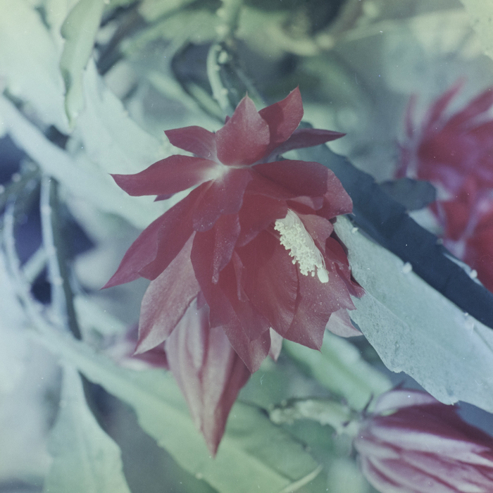 minerva_dn_1969_381_borsec_patka_018