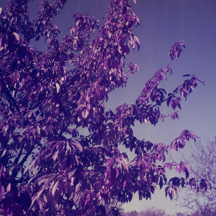 minerva_dn_1969_384_o.a.s_cluj_001