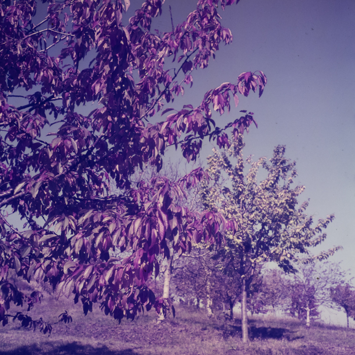 minerva_dn_1969_384_o.a.s_cluj_002