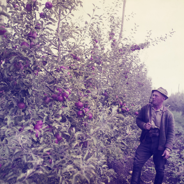 minerva_dn_1969_384_o.a.s_cluj_005