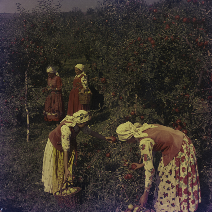 minerva_dn_1969_386_cules_de_mere_0002