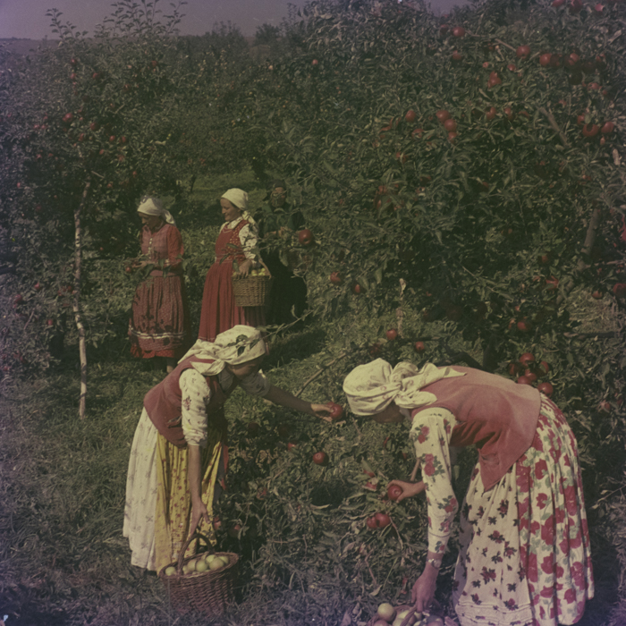 minerva_dn_1969_386_cules_de_mere_0003