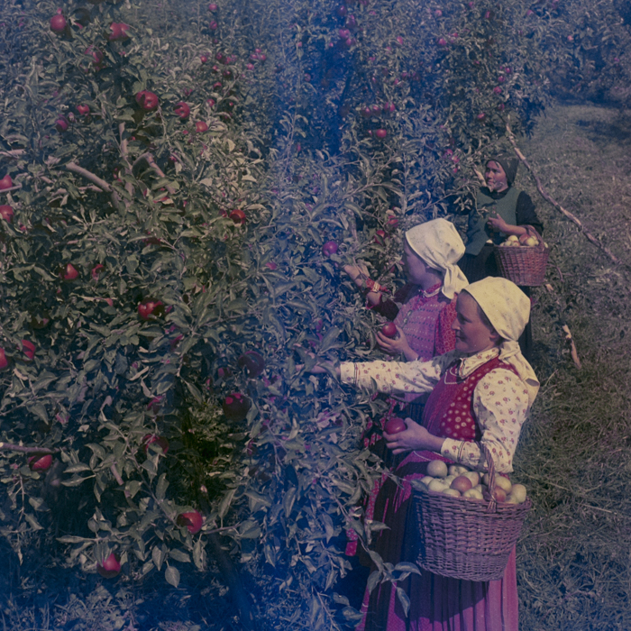 minerva_dn_1969_386_cules_de_mere_0004