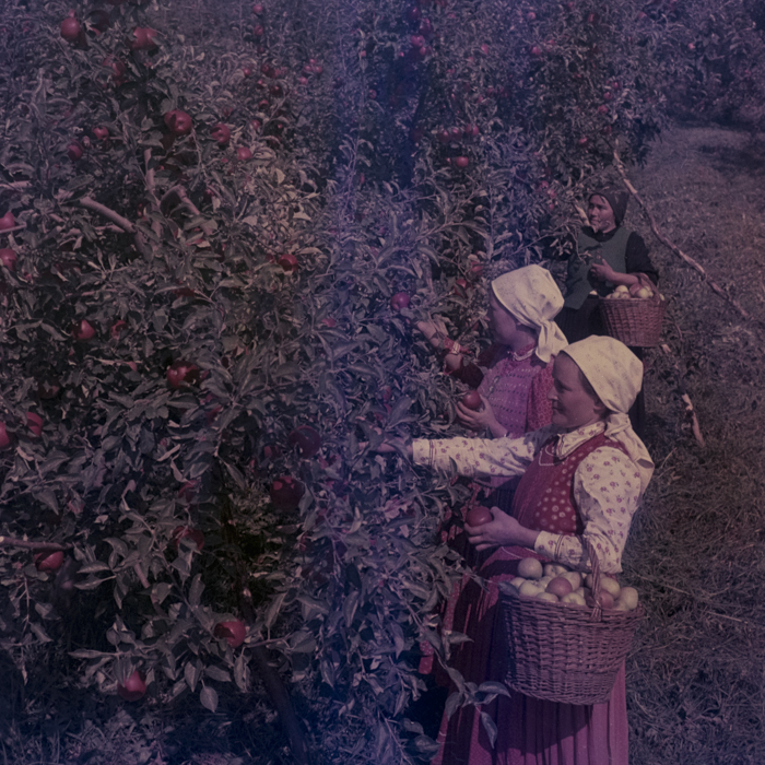 minerva_dn_1969_386_cules_de_mere_0005