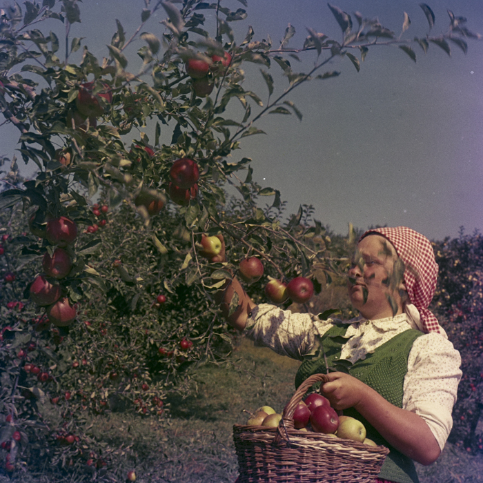 minerva_dn_1969_386_cules_de_mere_0006