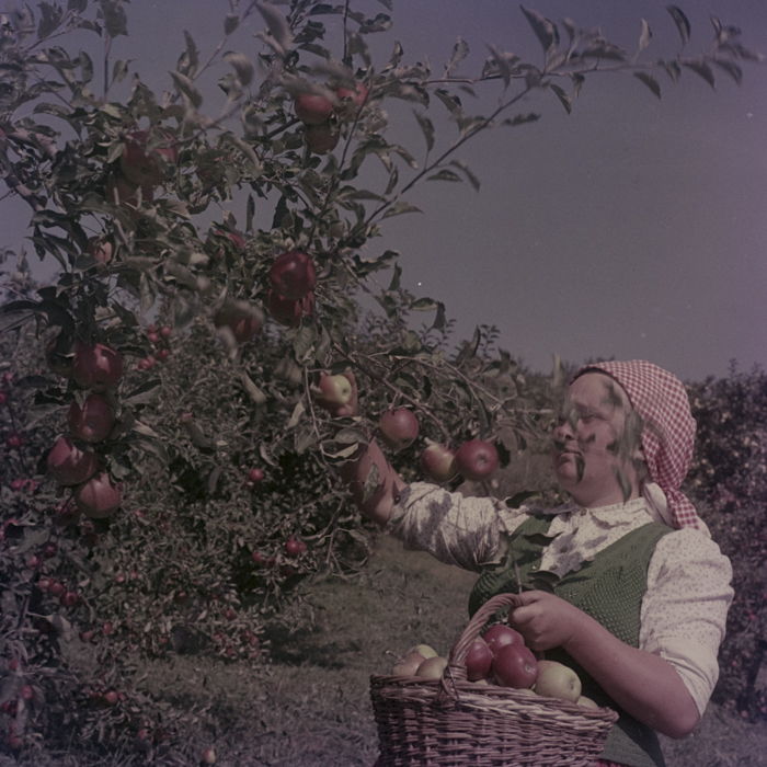 minerva_dn_1969_386_cules_de_mere_0007