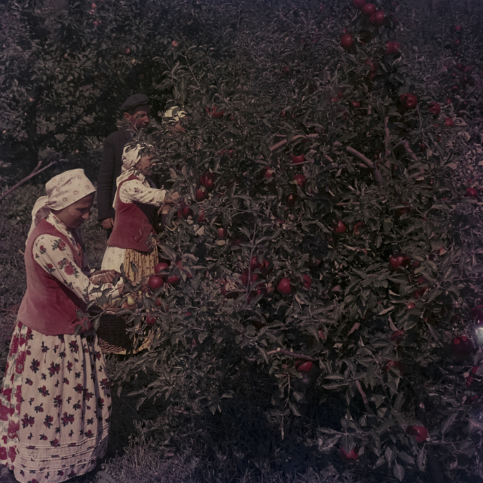 minerva_dn_1969_386_cules_de_mere_0008