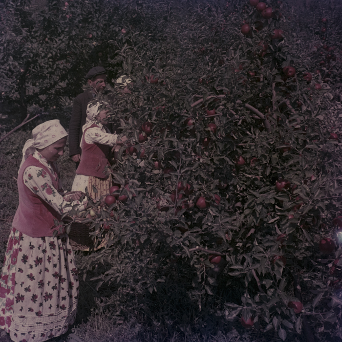 minerva_dn_1969_386_cules_de_mere_0009