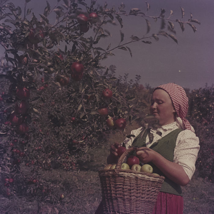 minerva_dn_1969_386_cules_de_mere_0010