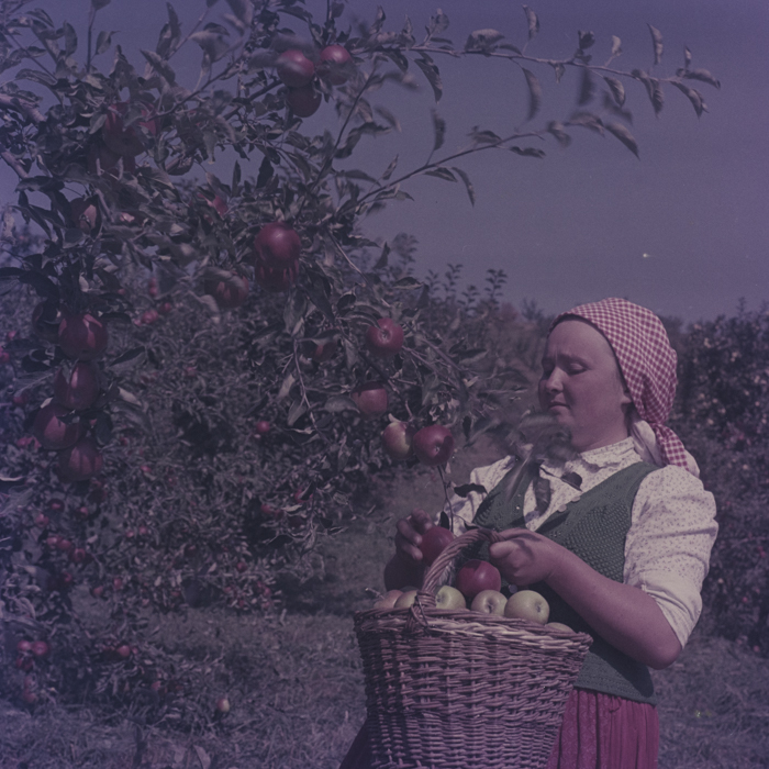 minerva_dn_1969_386_cules_de_mere_0011