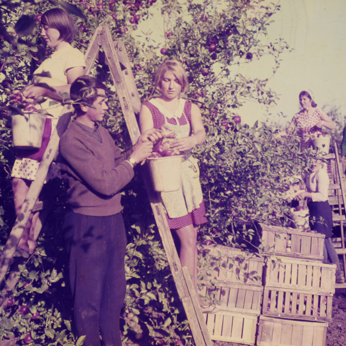 minerva_dn_1969_386_cules_de_mere_0012