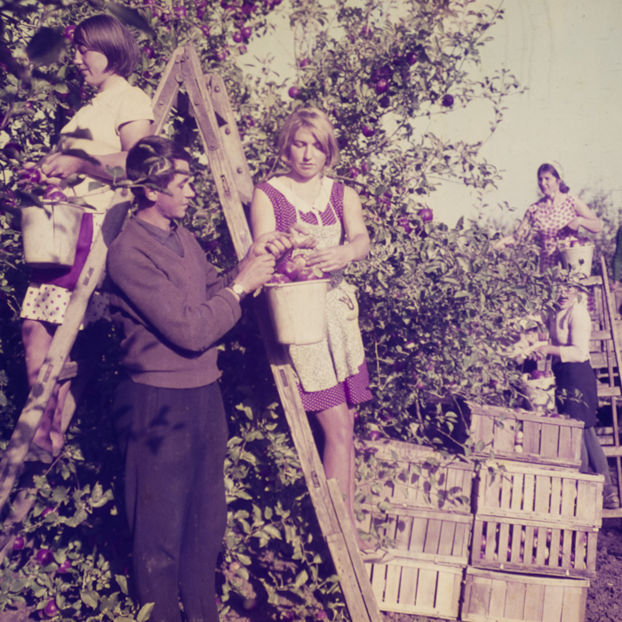 minerva_dn_1969_386_cules_de_mere_0013