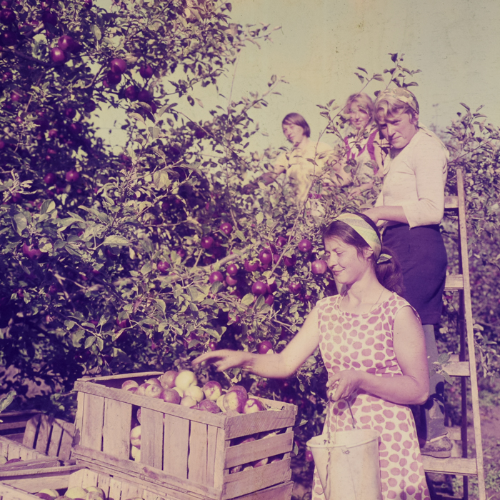 minerva_dn_1969_386_cules_de_mere_0014