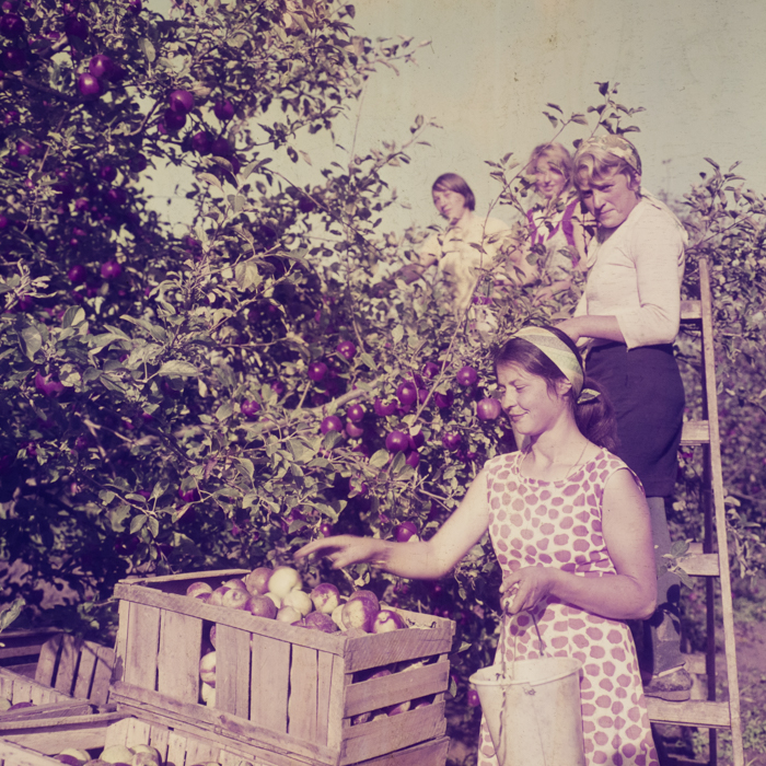 minerva_dn_1969_386_cules_de_mere_0015