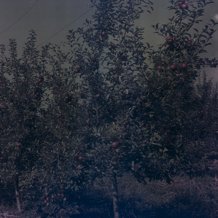 minerva_dn_1969_386_cules_de_mere_0016