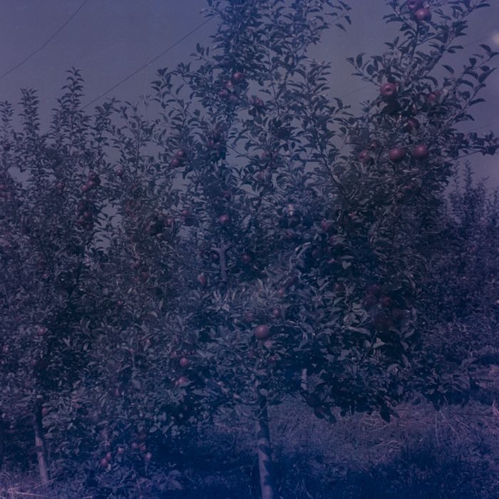 minerva_dn_1969_386_cules_de_mere_0017