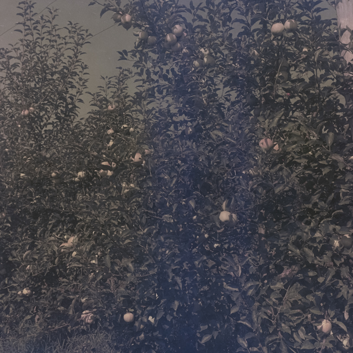 minerva_dn_1969_386_cules_de_mere_0018