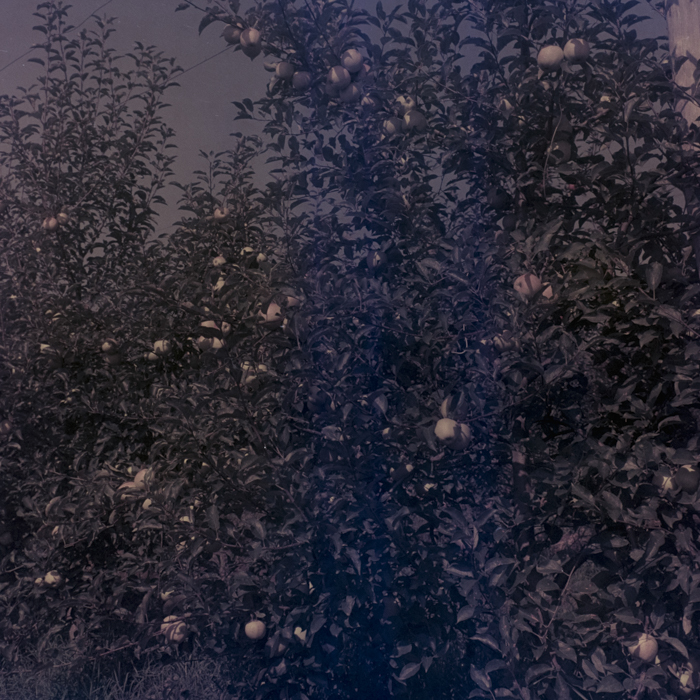 minerva_dn_1969_386_cules_de_mere_0019