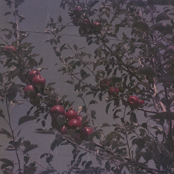 minerva_dn_1969_386_cules_de_mere_0020