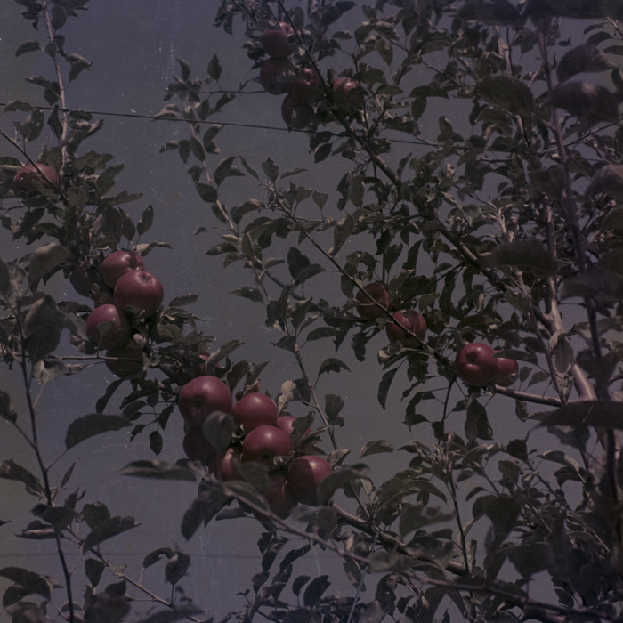 minerva_dn_1969_386_cules_de_mere_0021