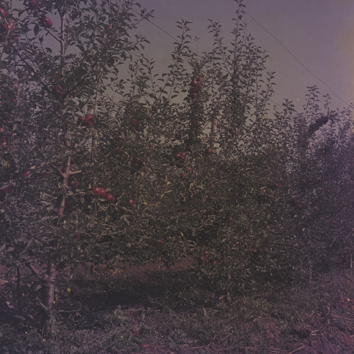 minerva_dn_1969_386_cules_de_mere_0022