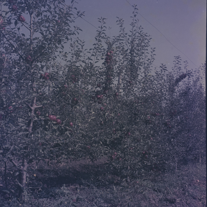 minerva_dn_1969_386_cules_de_mere_0023