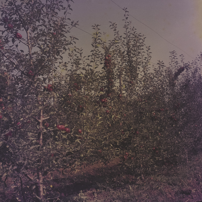 minerva_dn_1969_386_cules_de_mere_0024