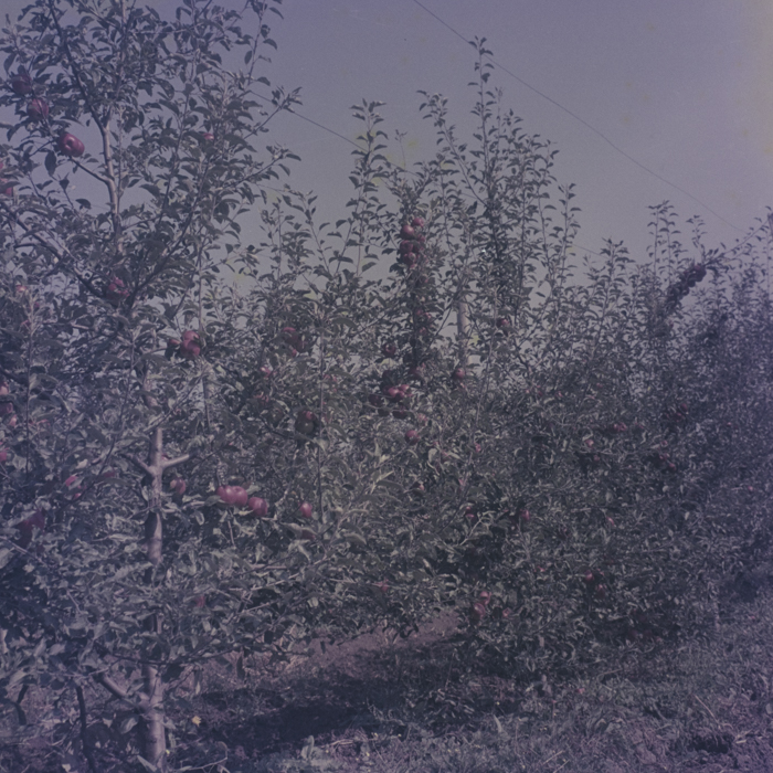 minerva_dn_1969_386_cules_de_mere_0025