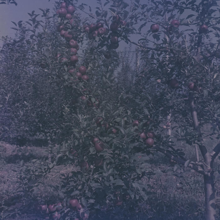 minerva_dn_1969_386_cules_de_mere_0027