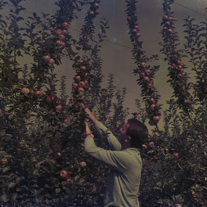 minerva_dn_1969_386_cules_de_mere_0028