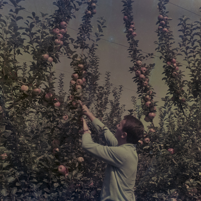 minerva_dn_1969_386_cules_de_mere_0029